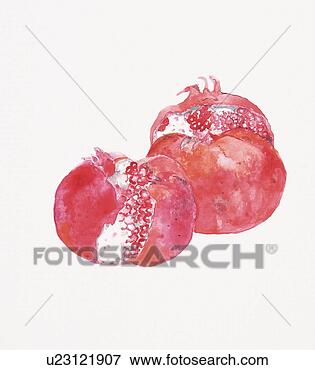Arquivos de Ilustração - dois,  pomegranates, 
 alto,  ângulo, 
 vista. fotosearch 
- busca de ilustrações 
clipeart e desenhos