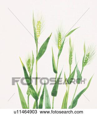 Drawing - oat plants. fotosearch 
- search clipart, 
illustration, 
drawings and vector 
eps graphics images