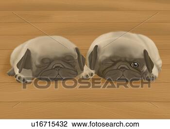 Clip Art - dois,   pug,  
 filhotes cachorro, 
  mentindo,   
madeira,   chão. 
fotosearch - busca 
de ilustrações 
clipeart e desenhos