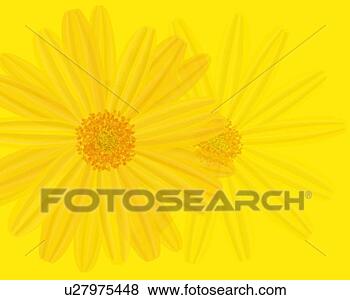 Arquivos de Ilustrações - fechado,  cima, 
 dois,  yellow-colored, 
 marguerites, 
 amarela. fotosearch 
- busca de ilustrações 
clipeart e desenhos