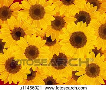 Clipart - fechado,   cima, 
  vários,   girassóis, 
  alto,   ângulo, 
  vista. fotosearch 
- busca de ilustrações 
clipeart e desenhos