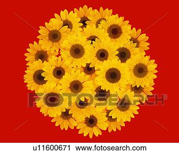 Clipart - image of a large 
group of little 
sunflowers making 
a circle on a 
red. fotosearch 
- search clipart, 
illustration, 
drawings and vector 
eps graphics images