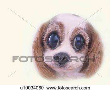 puppy-big-cute_~u19034060.jpg