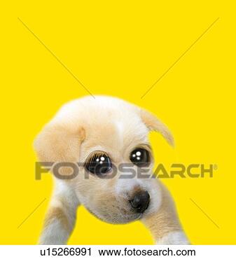 Banned members? - Page 2 Puppy-sparkling-eyes_~u15266991