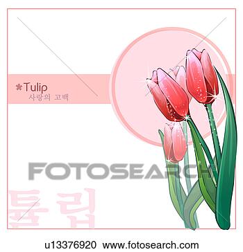 tulipan