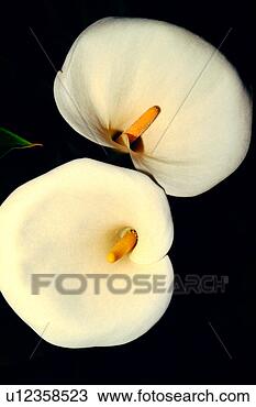 Colección de foto - naturaleza, flores, 
flor, planta, 
flores, romance. 
fotosearch - buscar 
fotos e imágenes 
y murales de pared, 
imágenes y fotos 
de clip-art