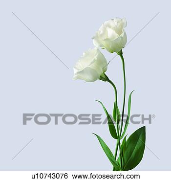 创意设计图片在线 - 传播, 简单, 植物, 花, 美丽,