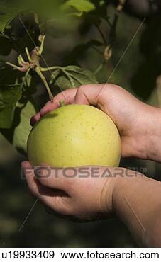 Stock Photograph - childs hands picking 
apple. fotosearch 
- search stock 
photos, pictures, 
images, and photo 
clipart