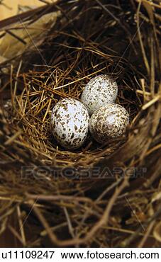 Picture - bird nest with 
eggs. fotosearch 
- search stock 
photos, pictures, 
images, and photo 
clipart
