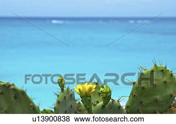 Stock Photo - blooming cactus 
near ocean. fotosearch 
- search stock 
photos, pictures, 
images, and photo 
clipart