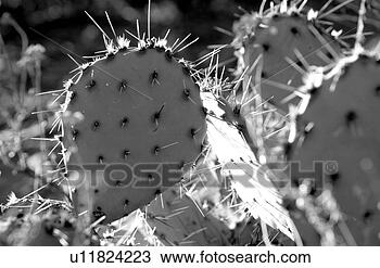 Stock Photo - cactus. fotosearch 
- search stock 
photos, pictures, 
images, and photo 
clipart