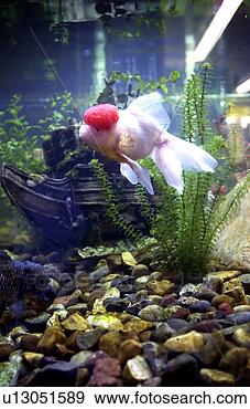 Stock Photograph - tropical fish. 
fotosearch - search 
stock photos, 
pictures, images, 
and photo clipart