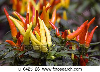 Stock Photo - chili pepper plants. 
fotosearch - search 
stock photos, 
pictures, images, 
and photo clipart