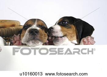 Banco de Imagem - close-up,  ficar, 
 observar,  cute. 
fotosearch - busca 
de fotos, imagens 
e clipart