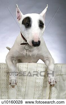 Banco de Imagem - close-up,  ficar, 
 observar,  cute. 
fotosearch - busca 
de fotos, imagens 
e clipart