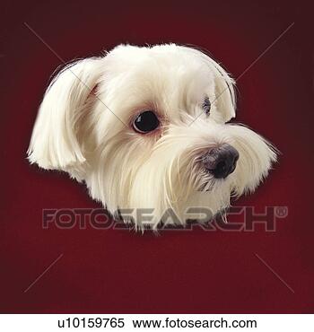 Banco de Imagem - close-up,  mentindo, 
 observar,  cute. 
fotosearch - busca 
de fotos, imagens 
e clipart
