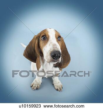 Banco de Imagem - close-up,  mentindo, 
 observar,  cute. 
fotosearch - busca 
de fotos, imagens 
e clipart