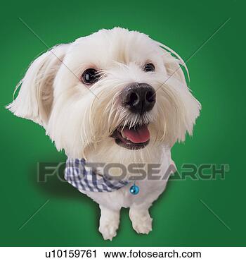 Arquivo de Fotografia - close-up,  observar, 
 cute,  um,  animal. 
fotosearch - busca 
de fotos, imagens 
e clipart