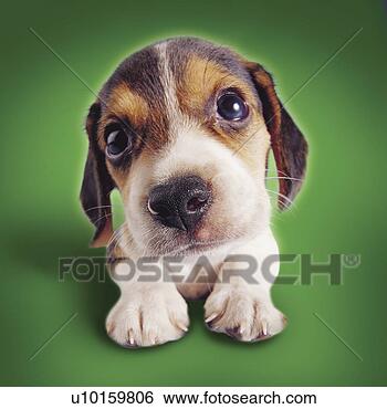 Banco de Imagem - close-up,  sentando, 
 escutar,  cute. 
fotosearch - busca 
de fotos, imagens 
e clipart