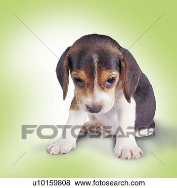 Banco de Imagem - close-up,  sentando, 
 escutar,  cute. 
fotosearch - busca 
de fotos, imagens 
e clipart