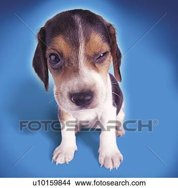 Banco de Imagem - close-up,  sentando, 
 escutar,  cute. 
fotosearch - busca 
de fotos, imagens 
e clipart