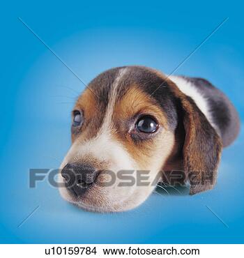 Banco de Imagem - close-up,  sentando, 
 observar,  cute. 
fotosearch - busca 
de fotos, imagens 
e clipart