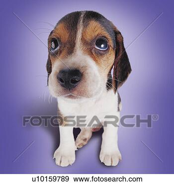 Arquivo Fotográficos - close-up,  sentando, 
 observar,  cute. 
fotosearch - busca 
de fotos, imagens 
e clipart