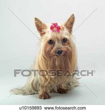 Banco de Imagem - close-up,  sentando, 
 observar,  cute. 
fotosearch - busca 
de fotos, imagens 
e clipart