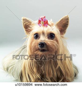 Banco de Imagem - close-up,  sentando, 
 observar,  cute. 
fotosearch - busca 
de fotos, imagens 
e clipart