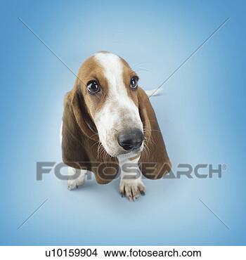 Banco de Imagem - close-up,  sentando, 
 observar,  cute. 
fotosearch - busca 
de fotos, imagens 
e clipart