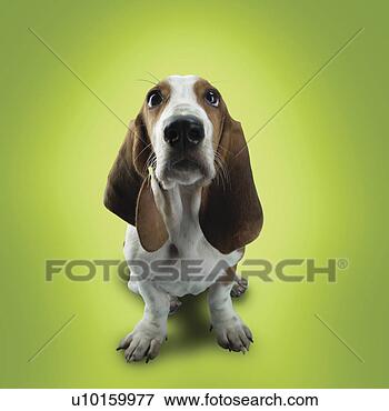 Foto - close-up,  sentando, 
 observar. fotosearch 
- busca de fotos, 
imagens e clipart