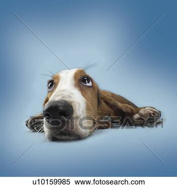 Banco de Imagem - close-up,  sentando, 
 observar,  cute. 
fotosearch - busca 
de fotos, imagens 
e clipart