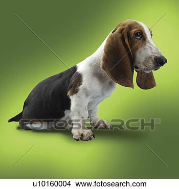 Banco de Imagem - close-up,  sentando, 
 observar,  cute. 
fotosearch - busca 
de fotos, imagens 
e clipart