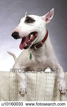 Banco de Imagem - close-up,  sentando, 
 observar,  cute. 
fotosearch - busca 
de fotos, imagens 
e clipart