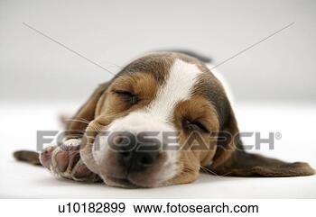 Arquivo Fotográficos - beagle,  único, 
 animal. fotosearch 
- busca de fotos, 
imagens e clipart