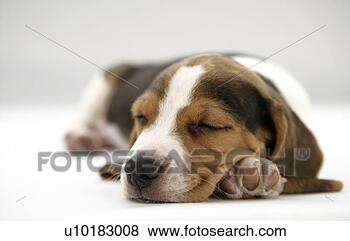 Banco de Imagem - beagle,  único, 
 animal. fotosearch 
- busca de fotos, 
imagens e clipart