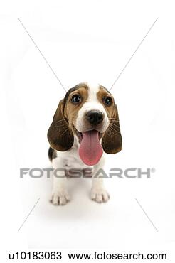 Banco de Imagem - beagle,  único, 
 animal. fotosearch 
- busca de fotos, 
imagens e clipart