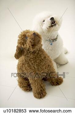 Banco de Imagem - bichon,  frise, 
 brinquedo,  poodle, 
 dois,  animais. 
fotosearch - busca 
de fotos, imagens 
e clipart