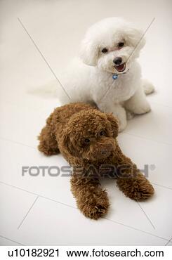 Arquivo de Fotografia - bichon,  frise, 
 brinquedo,  poodle, 
 dois,  animais. 
fotosearch - busca 
de fotos, imagens 
e clipart