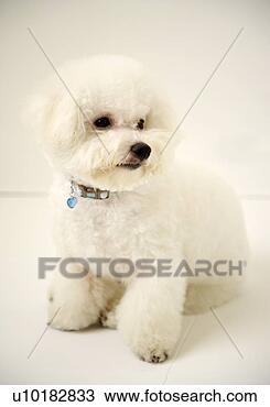 Banco de Imagem - bichon,  frise, 
 único,  animal, 
 dentro. fotosearch 
- busca de fotos, 
imagens e clipart