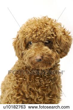 Banco de Imagem - brinquedo,  poodle, 
 único,  animal, 
 dentro. fotosearch 
- busca de fotos, 
imagens e clipart