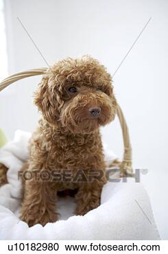 Arquivo de Fotografias - brinquedo,  poodle, 
 único,  animal, 
 dentro. fotosearch 
- busca de fotos, 
imagens e clipart