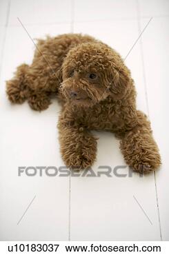 Foto - brinquedo,  poodle, 
 único,  animal, 
 dentro. fotosearch 
- busca de fotos, 
imagens e clipart