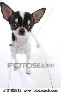 Banco de Imagem - chihuahua,  único, 
 animal,  dentro. 
fotosearch - busca 
de fotos, imagens 
e clipart