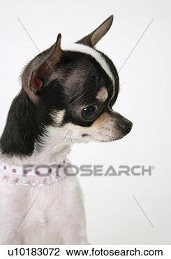 Banco de Imagem - chihuahua,  único, 
 animal,  dentro. 
fotosearch - busca 
de fotos, imagens 
e clipart