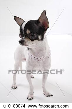 Banco de Imagem - chihuahua,  único, 
 animal,  dentro. 
fotosearch - busca 
de fotos, imagens 
e clipart