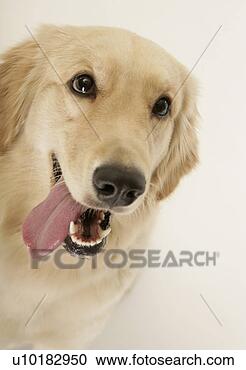 Arquivo de Fotografias - dourado,  retriever, 
 único,  animal, 
 dentro. fotosearch 
- busca de fotos, 
imagens e clipart