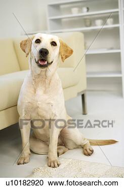 Arquivo de Fotografias - labrador,  retriever, 
 único,  animal, 
 dentro. fotosearch 
- busca de fotos, 
imagens e clipart
