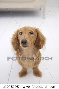 Arquivo de Fotografia - miniatura,  duchshund, 
 único,  animal, 
 dentro. fotosearch 
- busca de fotos, 
imagens e clipart