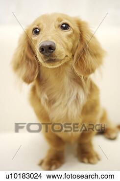 Banco de Imagem - miniatura,  duchshund, 
 único,  animal, 
 dentro. fotosearch 
- busca de fotos, 
imagens e clipart